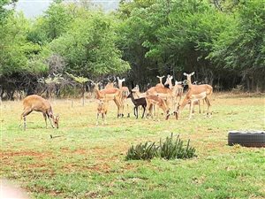 58 ha Farm in Mokopane