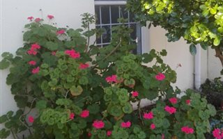 1 Bedroom Apartment in Bergvliet