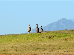 433 m² Land available in Hartenbos
