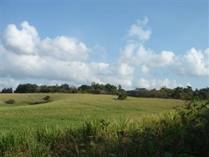 15 ha Farm in Tongaat Central