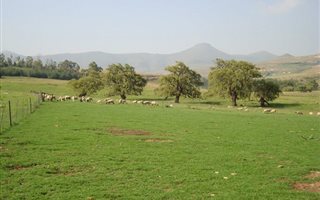 908 ha Farm in Kestell