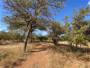 1 ha Land available in Hoedspruit