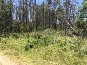 4 ha Land available in Greenbushes
