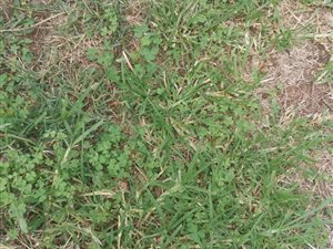 558 m² Land available in Rothdene
