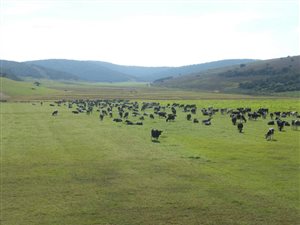 1331 ha Farm in Alexandria
