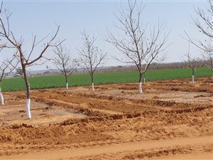 100 ha Farm in Hartswater