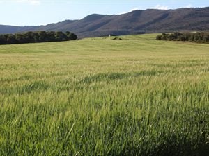 695 ha Farm in Bredasdorp