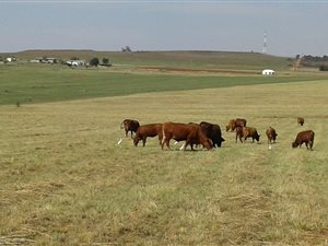 112 ha Farm in Magaliesburg