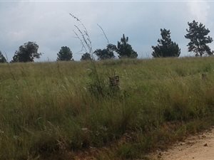 2 ha Land available in Nooitgedacht