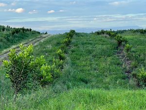 98 ha Farm in Hilton