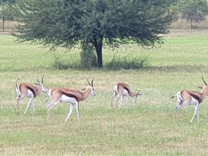 1000 m² Land available in Boschkop
