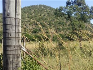 50 ha Farm in Carolina