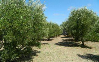 1784 m² Land available in Aurora