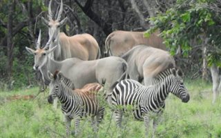 Game Farm in Modimolle