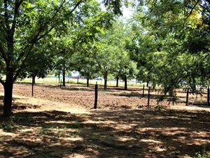 2.6 ha Farm in Valtaki