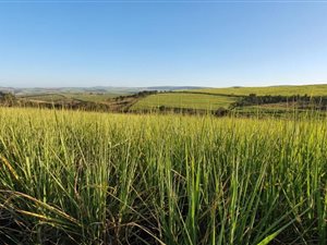 24.7 ha Farm in Cato Ridge