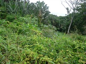 3732 m² Land available in Bazley Beach