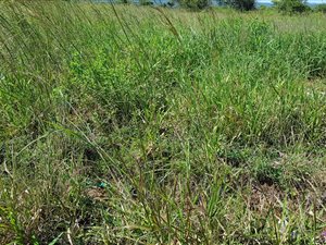 1118 m² Land available in Elti Villas