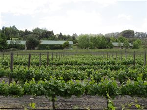 23 ha Farm in Stellenbosch Agricultural