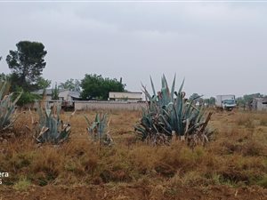 6.8 ha Land available in Roodewal and surrounds