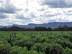 214 ha Farm in Alma