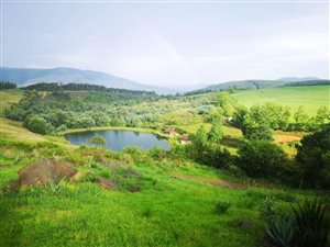 56 ha Farm in Currys Post