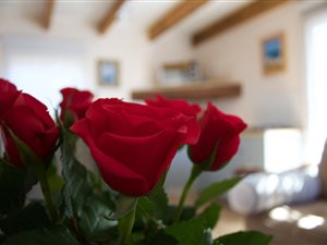 1 Bed Garden Cottage in Aurora