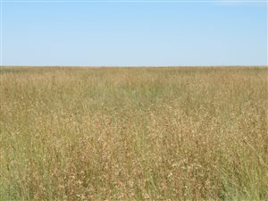 260.9 ha Farm in Reddersburg