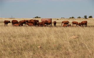 513 ha Farm in Dewetsdorp