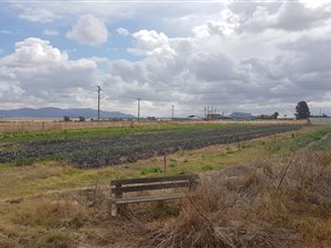 4309 m² Land available in Klipheuwel