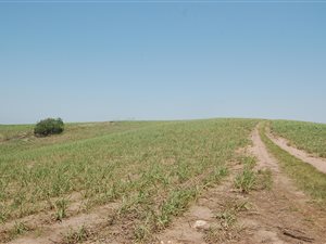 86 ha Farm in Ballito