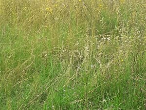 1 ha Land available in Grasslands