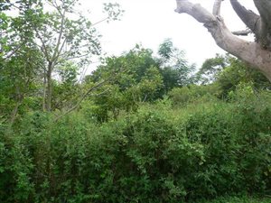 1448 m² Land available in Sezela