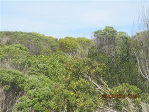 719 m² Land available in Struisbaai
