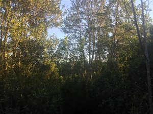1200 m² Land available in The Crags
