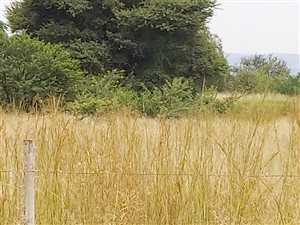 3.5 ha Land available in Knopjeslaagte