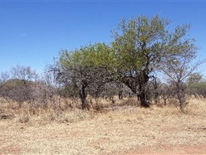 1 ha Land available in Bela-Bela (Warmbaths)
