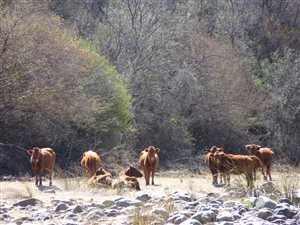2517 ha Farm in Graaff Reinet