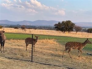 15.6 ha Farm in Kroondal