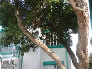 2 Bed Apartment in Faerie Glen