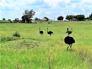 2 ha Farm in Three Rivers