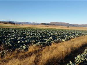 485 ha Farm in Lady Grey