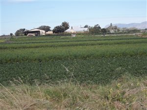 1.5 ha Farm in Philippi