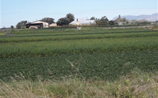 1.5 ha Farm in Philippi