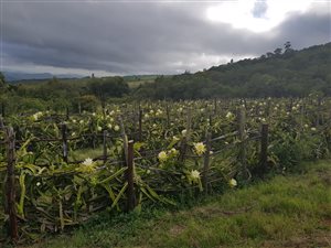 68 ha Farm in Haenertsburg
