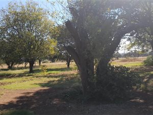 4.1 ha Farm in Schweizer Reyneke
