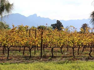 20 ha Farm in Tulbagh