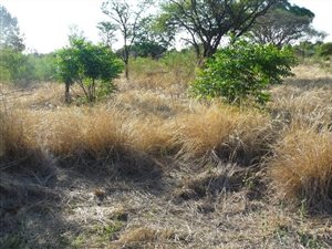 1 ha Land available in Kameeldrift East