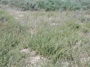 407 m² Land available in Hopefield