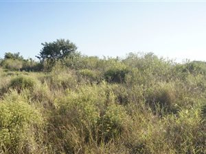 1203 m² Land available in Mount Richmore Estate